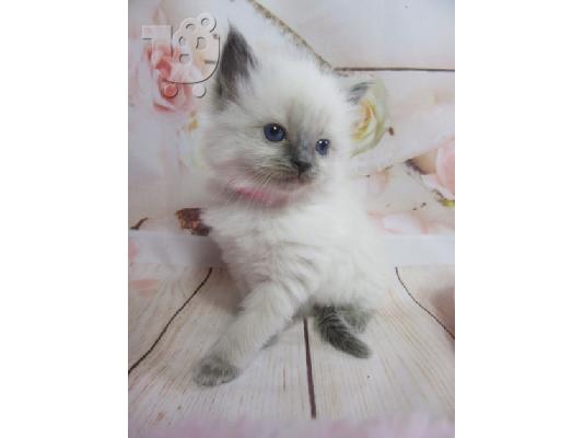 birman x ragdoll